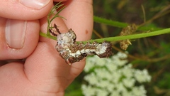 Limenitis