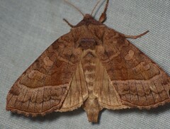 Hydraecia immanis