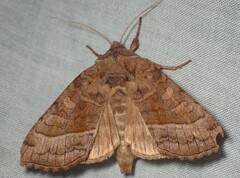Hydraecia immanis