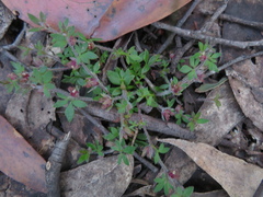 Xanthosia tasmanica