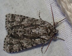 Acronicta impressa