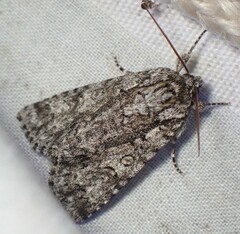 Acronicta impressa