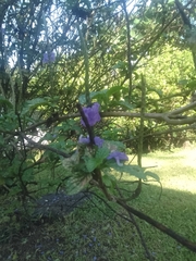 Brunfelsia pauciflora