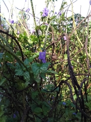Brunfelsia pauciflora