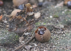 Kaniska canace