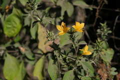 Barleria prionitis