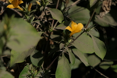 Barleria prionitis