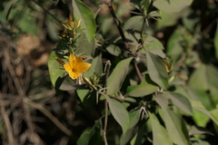 Barleria prionitis
