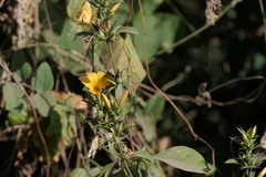 Barleria prionitis