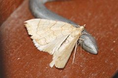 Eulithis luteolata