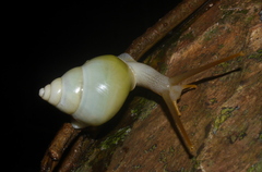 Amphidromus atricallosus