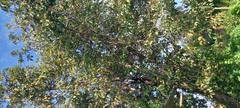 Persea americana