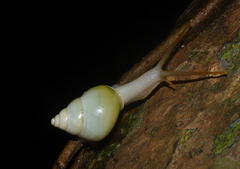 Amphidromus atricallosus