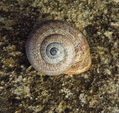 Otala punctata