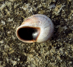 Otala punctata