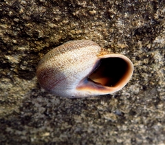 Otala punctata