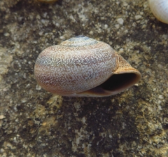 Otala punctata