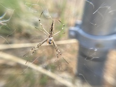 Argiope protensa