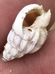 Buccinidae