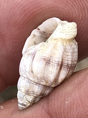 Buccinidae