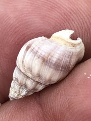 Buccinidae