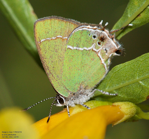 Xami Hairstreak photo 4