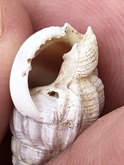 Buccinidae