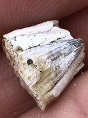 Amphibalanus amphitrite