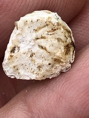 Amphibalanus amphitrite