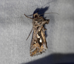 Chrysodeixis argentifera