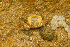 Hemigrapsus