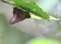 Hasora badra