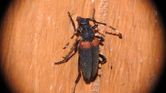 Stictoleptura canadensis