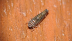 Scaphoideus