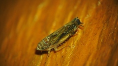 Scaphoideus