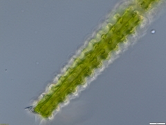 Triploceras verticillatum