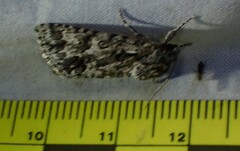 Acronicta impressa