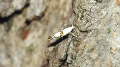 Argyresthia oreasella