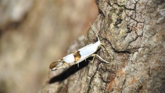 Argyresthia oreasella