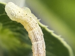 Chrysodeixis eriosoma