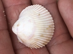 Cardiidae