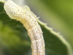 Chrysodeixis eriosoma