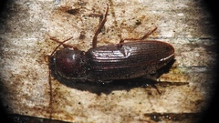 Hemicrepidius nemnonius