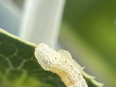 Chrysodeixis eriosoma