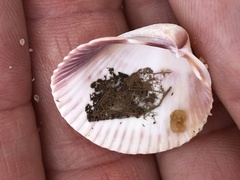 Cardiidae