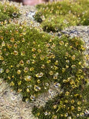Tortula muralis