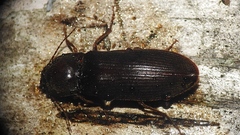 Hemicrepidius nemnonius