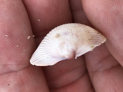Cardiidae