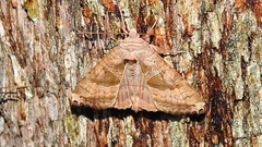 Phlogophora periculosa