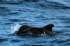 Globicephala macrorhynchus